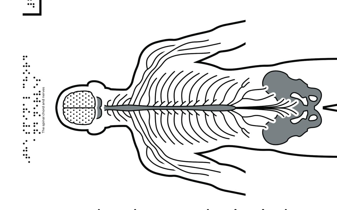Spinal cord and nerves