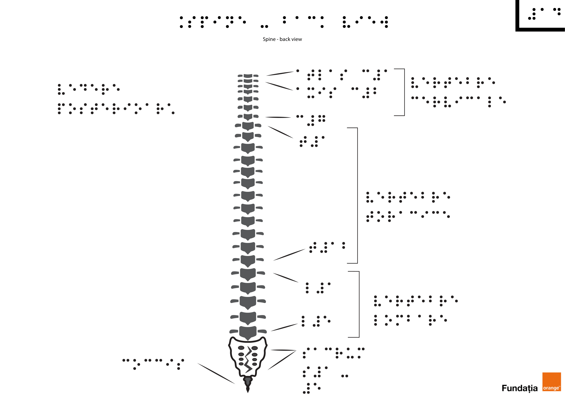 Coloana vertebrală – vedere din spate