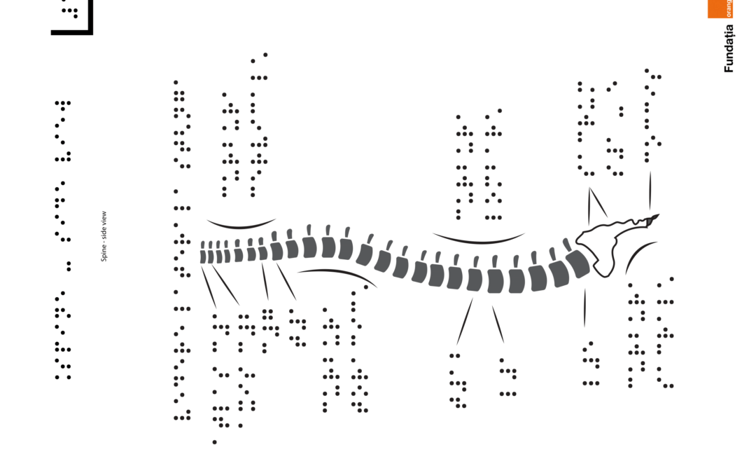 Spine – side view
