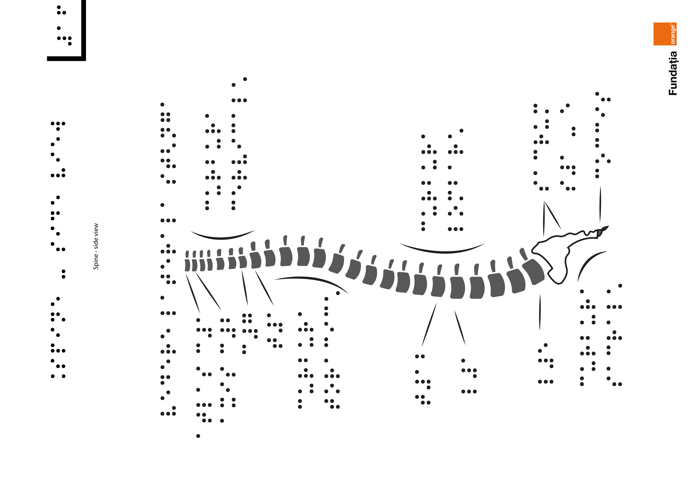 Spine – side view